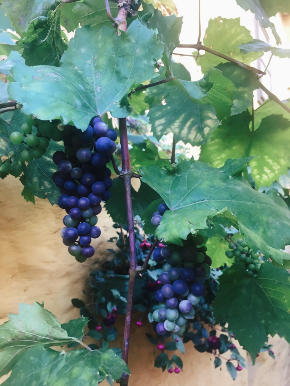 Processed with VSCO with q2 preset